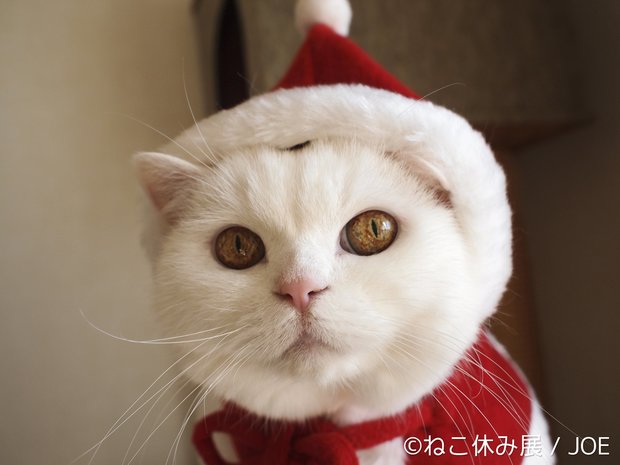 「ねこ休み展」1