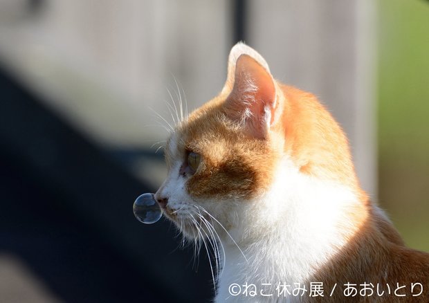 「ねこ休み展」3