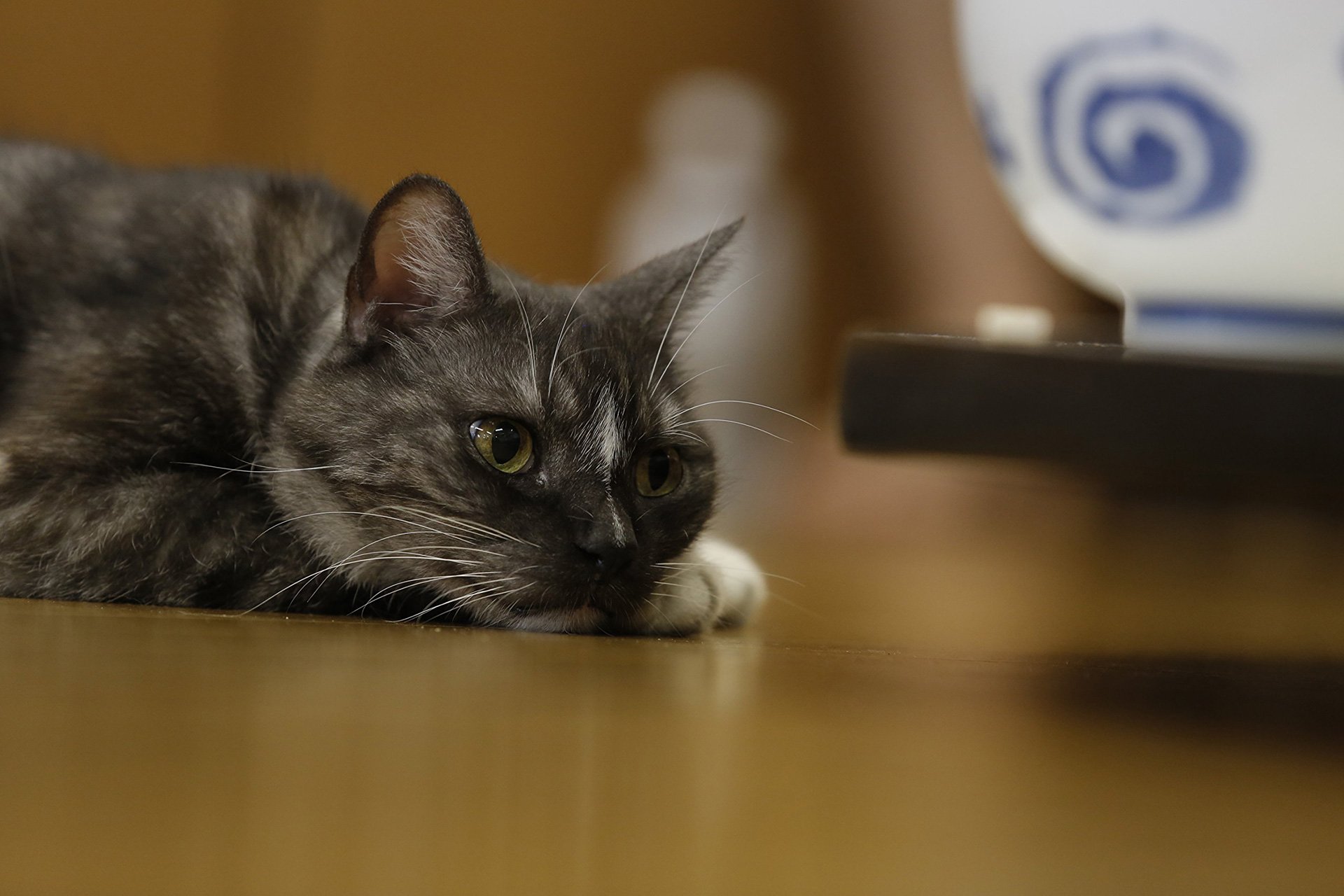 『相撲部屋の幸せな猫たち』3