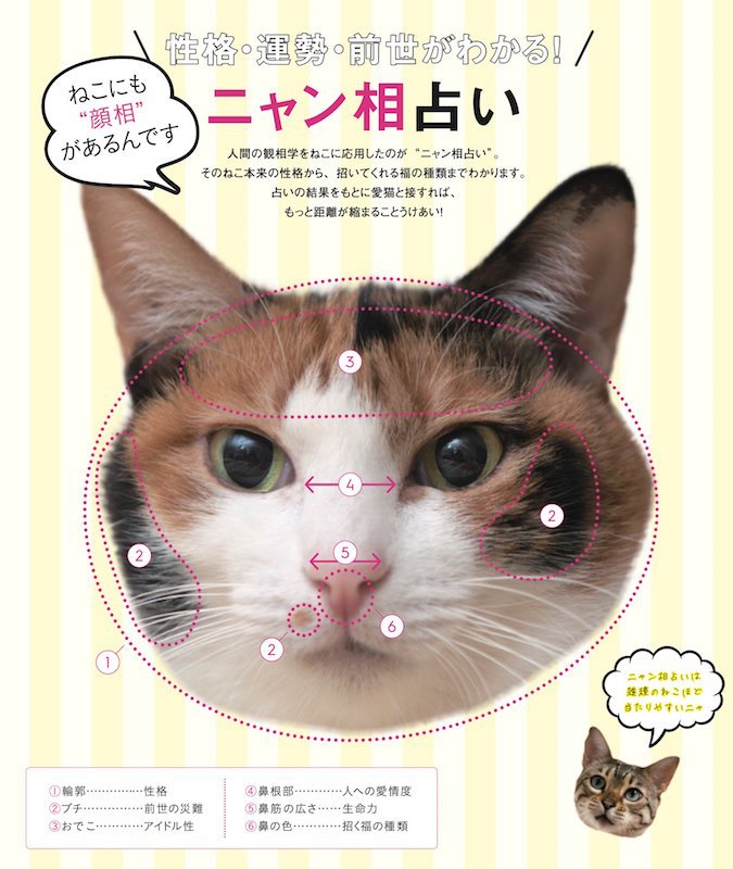 「ニャン相占い」