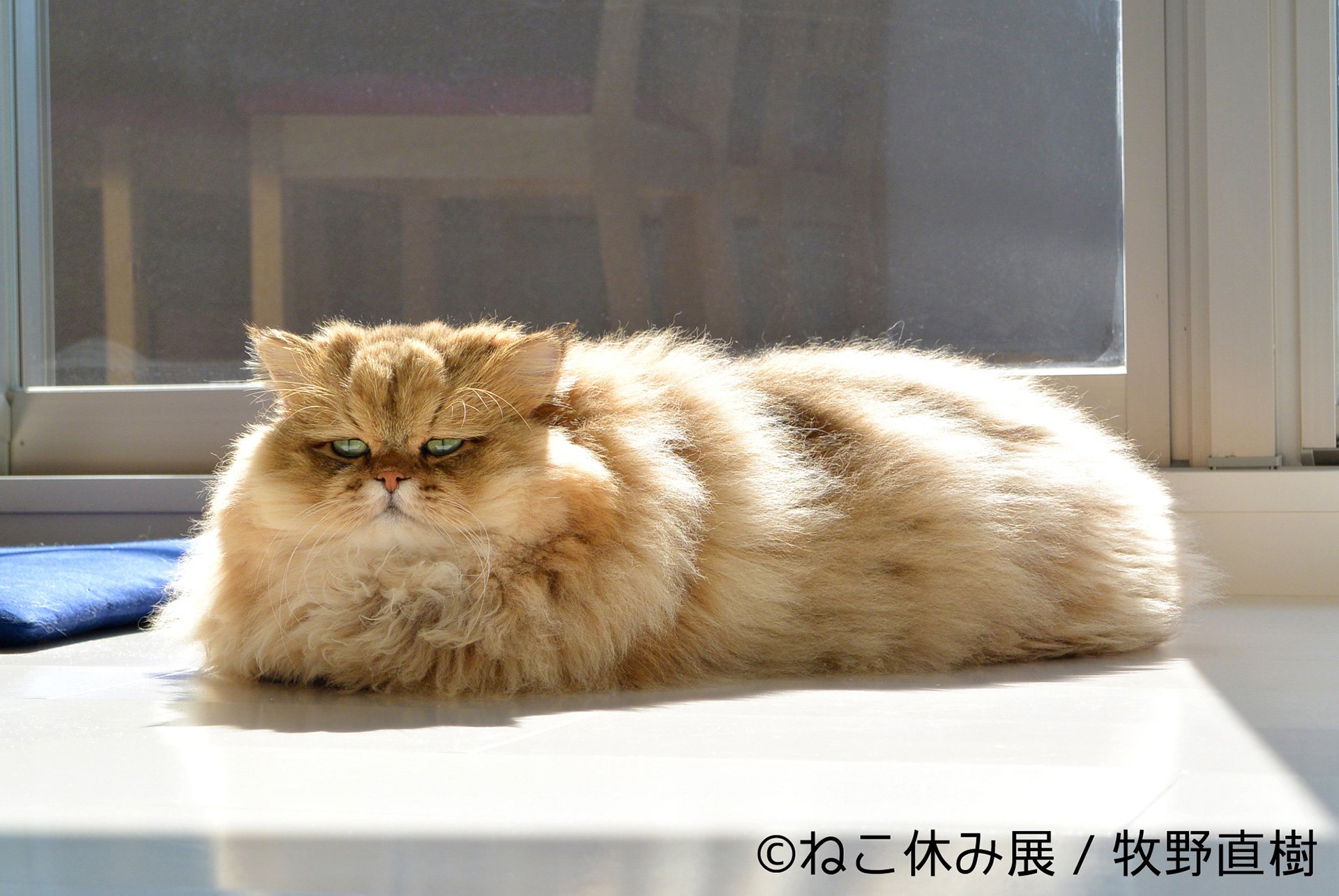 「ねこ休み展」2