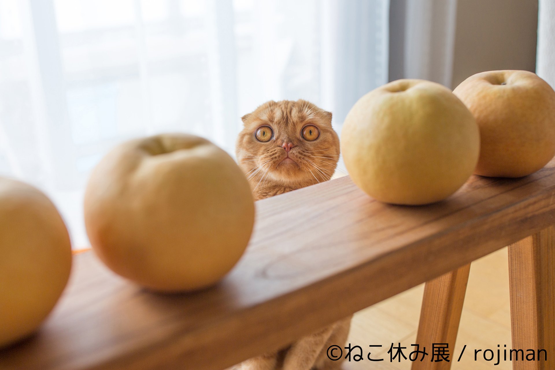 「ねこ休み展」8