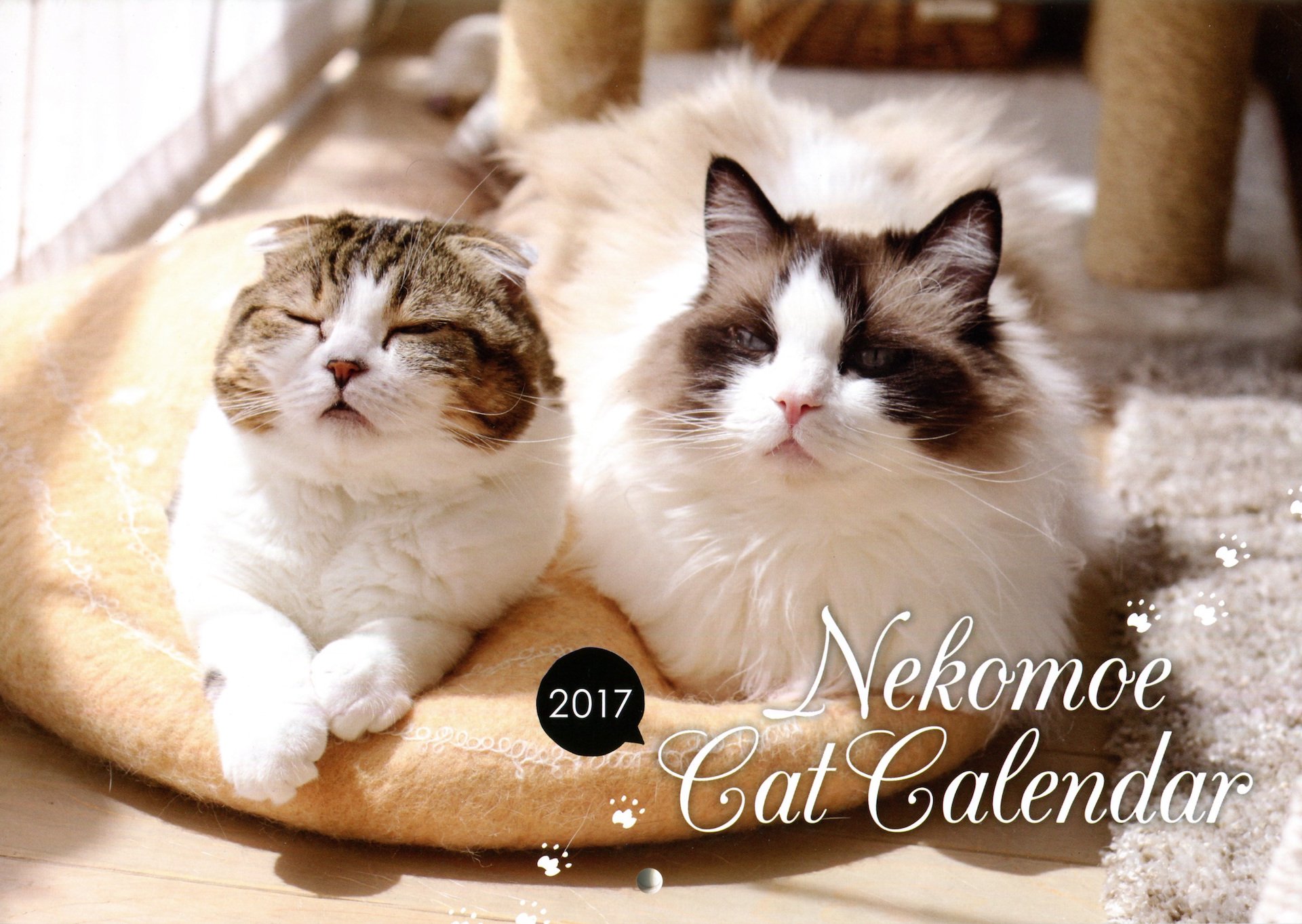 お昼寝中のどんぐり＆たんぽぽ