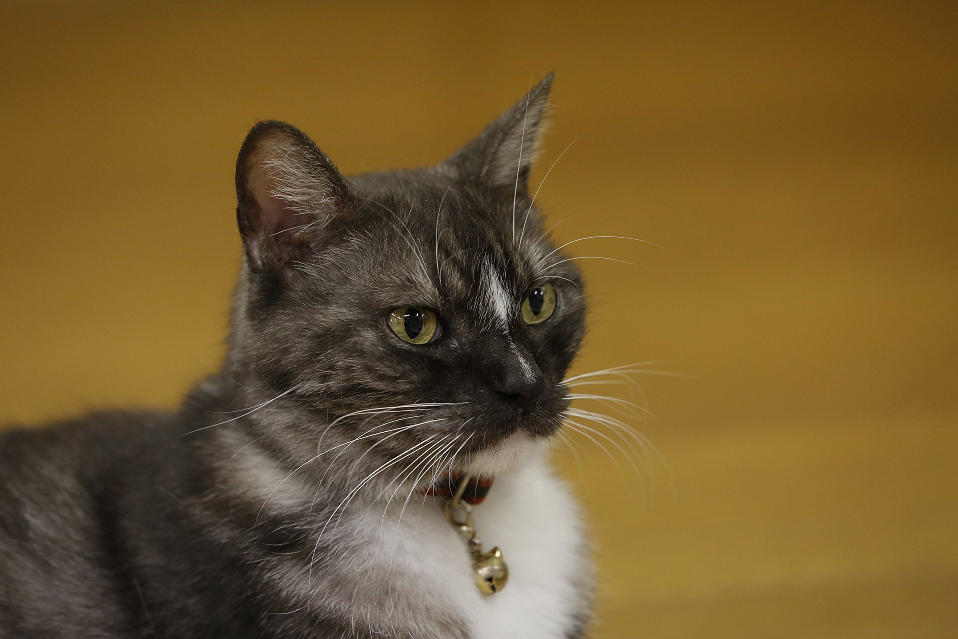 『相撲部屋の幸せな猫たち』2