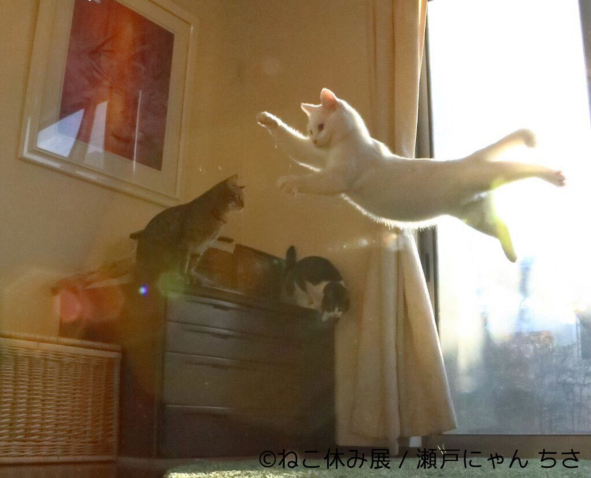「ねこ休み展」5