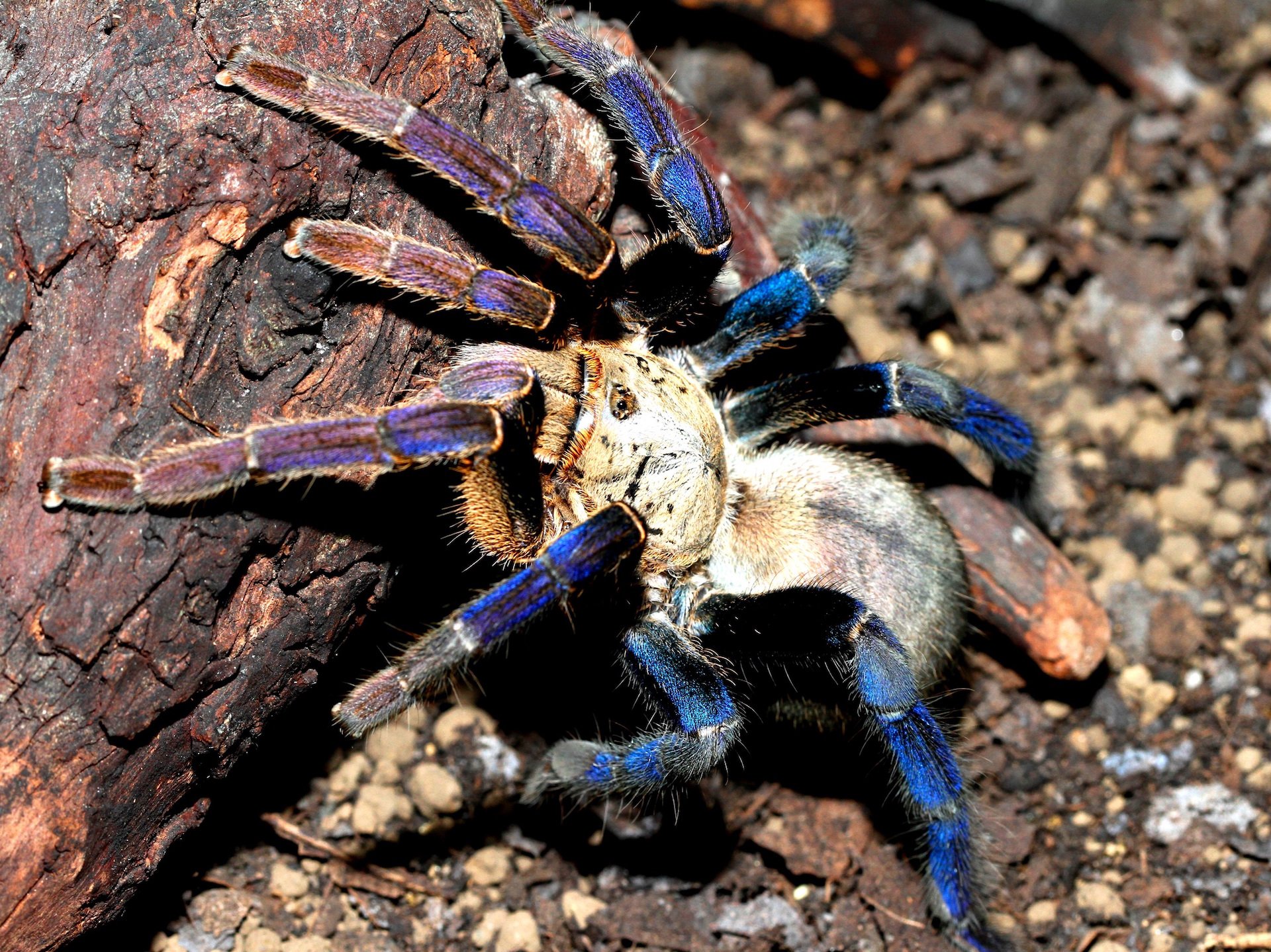 コバルトブルータランチュラ