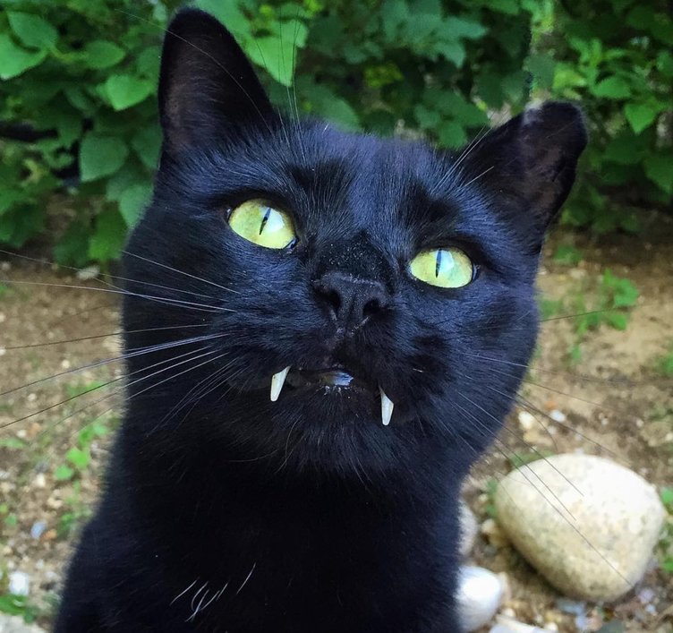 牙のある姿はまるで吸血鬼　Vampire Catのインスタがネコ好きには堪らない