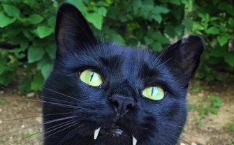 牙のある姿はまるで吸血鬼　Vampire Catのインスタがネコ好きには堪らない