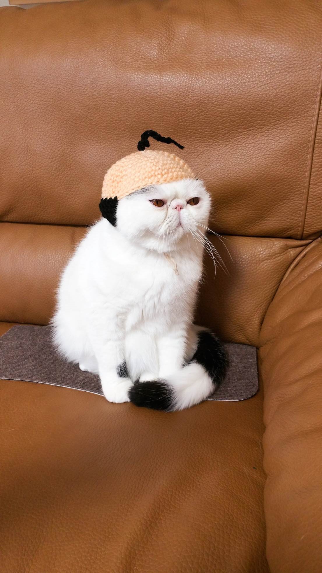 『週ニャン大衆』