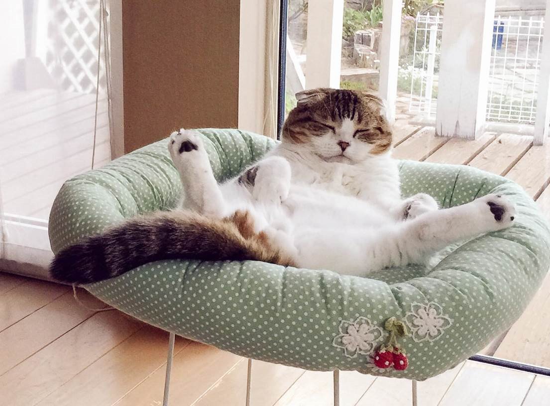 『週ニャン大衆』