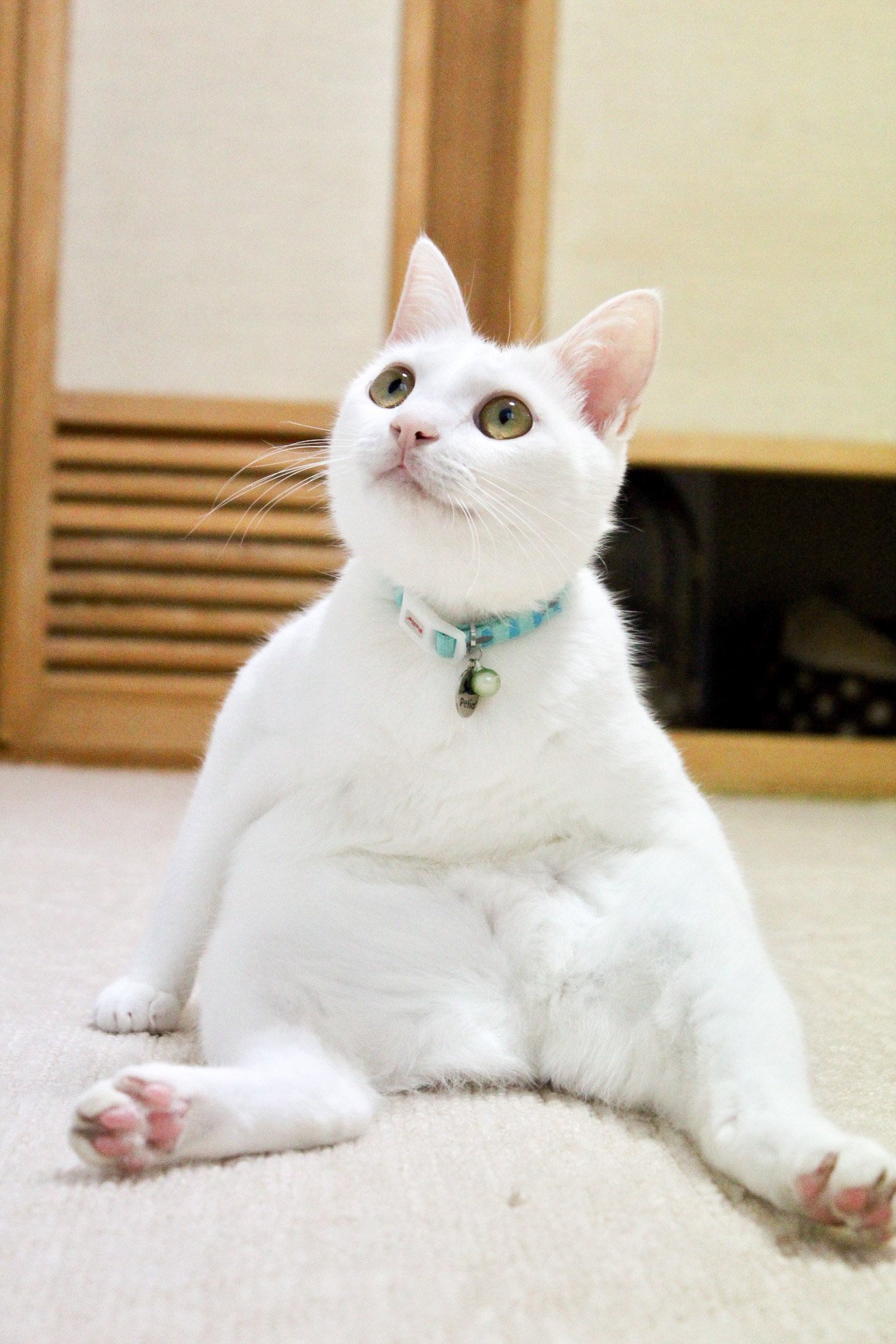 『週ニャン大衆』