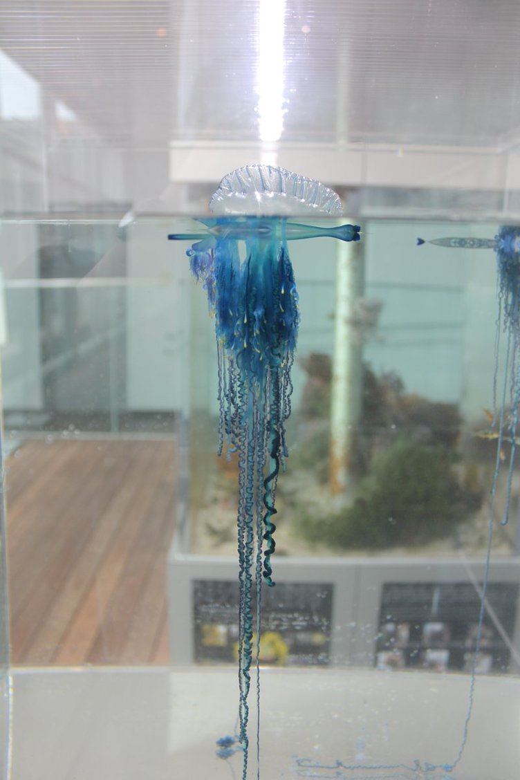 猛毒 夏の海 電気クラゲだ 美しきカツオノエボシが水族館で展示中 Kai You Net