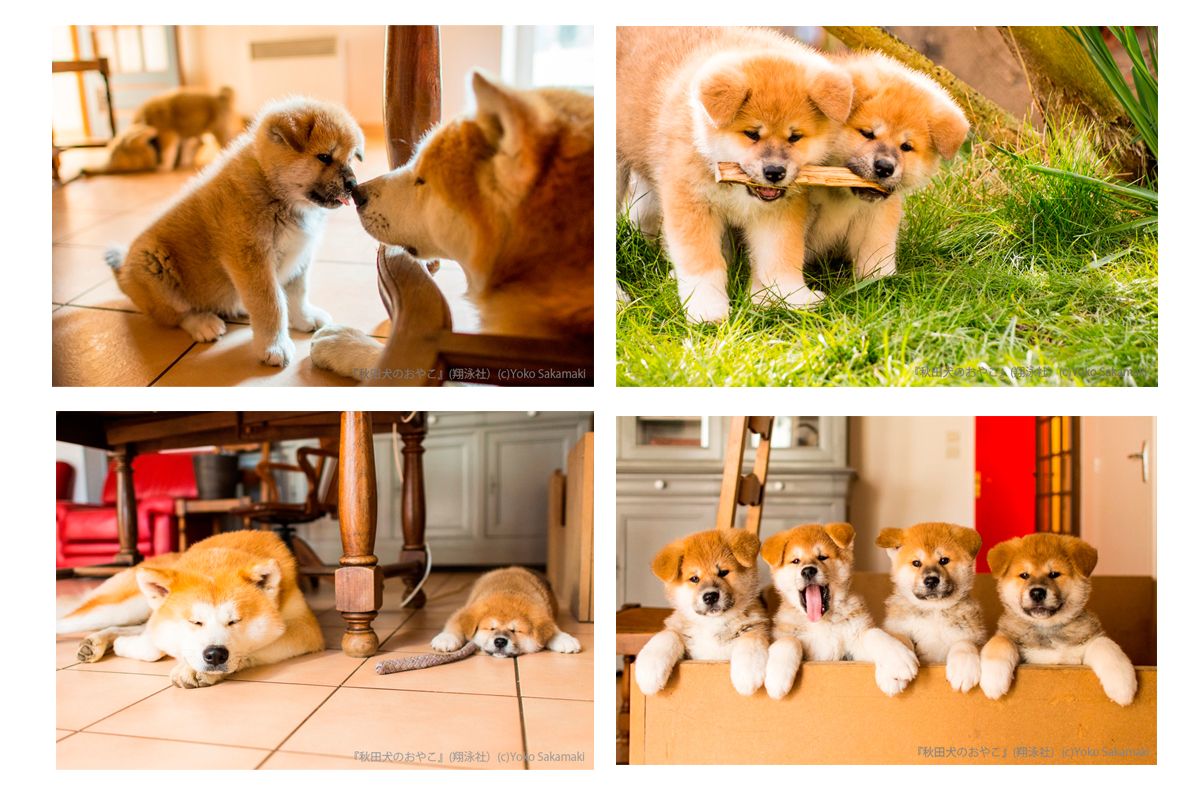 『秋田犬のおやこ』