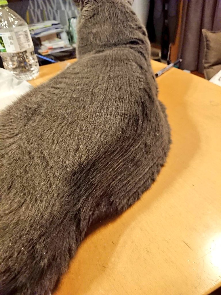 ネコの形を逸脱してしまったネコ