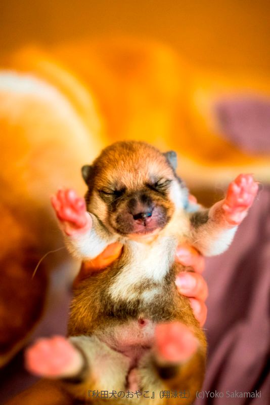 『秋田犬のおやこ』