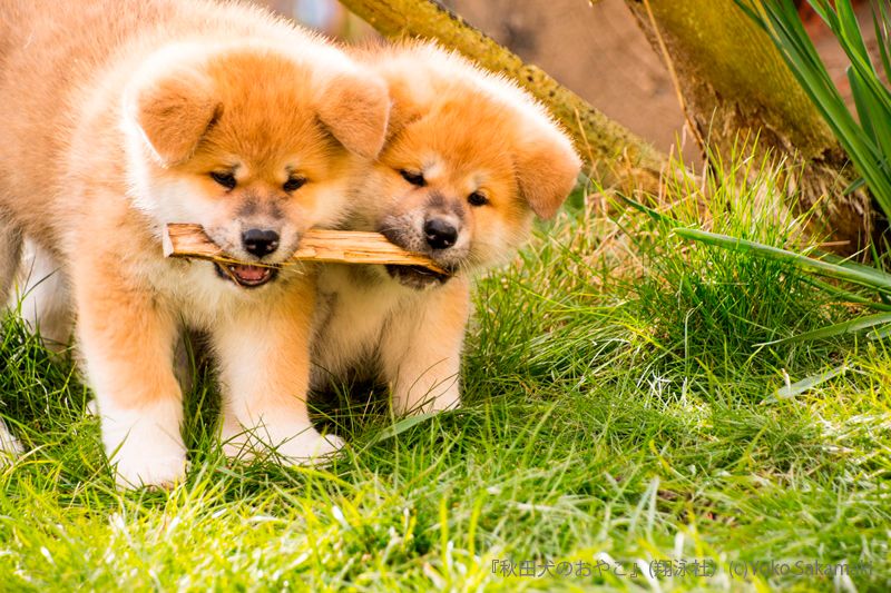 『秋田犬のおやこ』