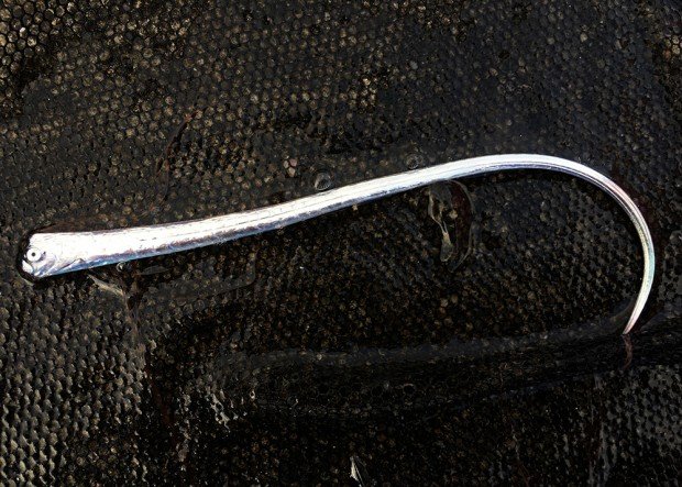 リュウグウノツカイ