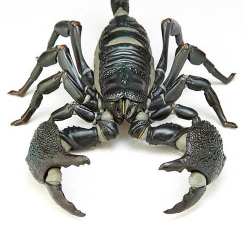 『リボジオ ダイオウサソリ』／画像は海洋堂オンラインストアより