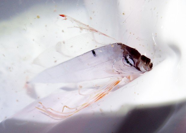 テンガイハタ