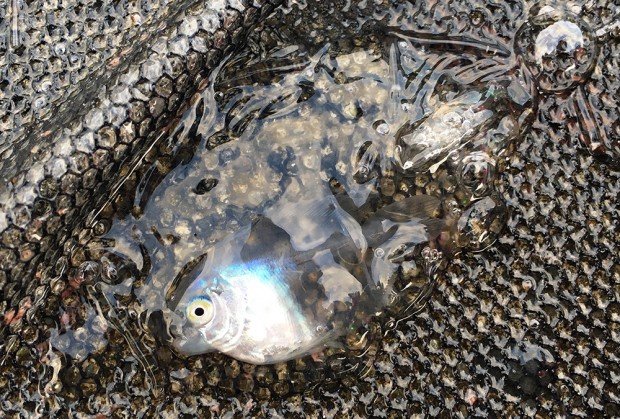 ハナビラウオ