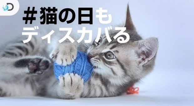 「アニマルプラネット」
