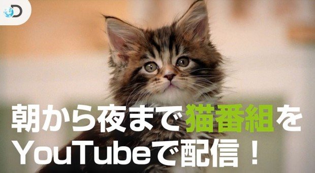 「アニマルプラネット」