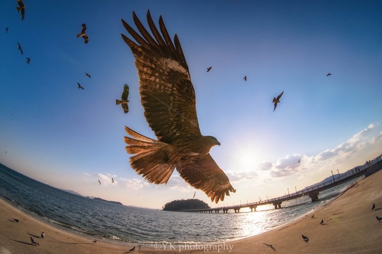 青空を舞うトンビを捉えた写真が最高にかっこいい 羽音が聞こえてき