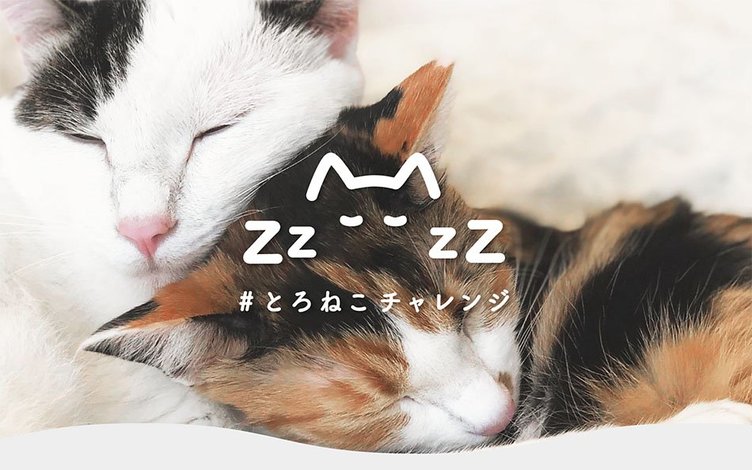 2月22日猫の日に とろねこチャレンジ 眠る猫の写真投稿が募金に Kai You Net