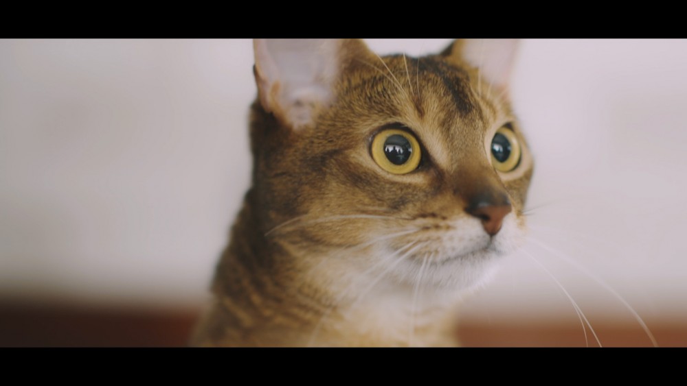 「#猫タワマン CAT TOWER PROJECT」場面画像