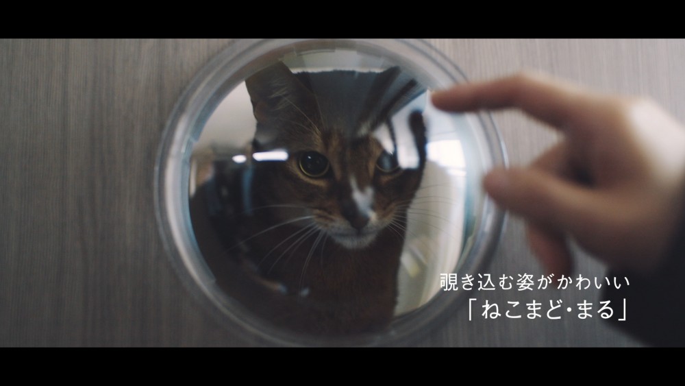 「#猫タワマン CAT TOWER PROJECT」場面画像