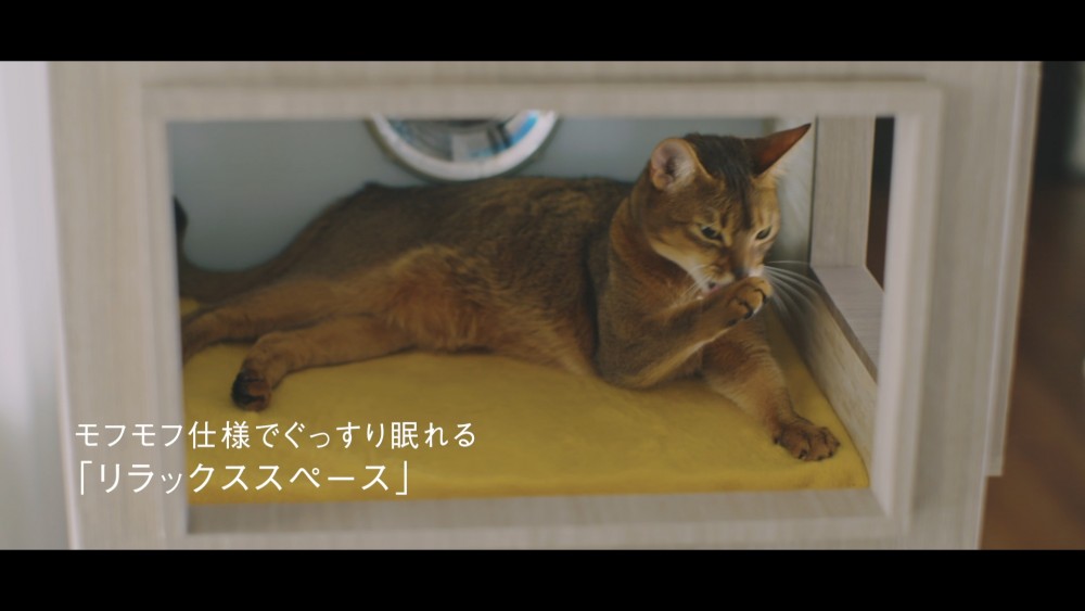 「#猫タワマン CAT TOWER PROJECT」場面画像