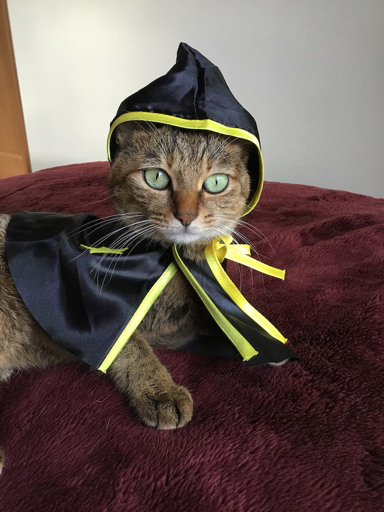 (C)ねこ休み展in大阪 / ならママ