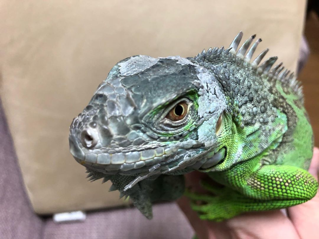 イグアナ　オルフェくん