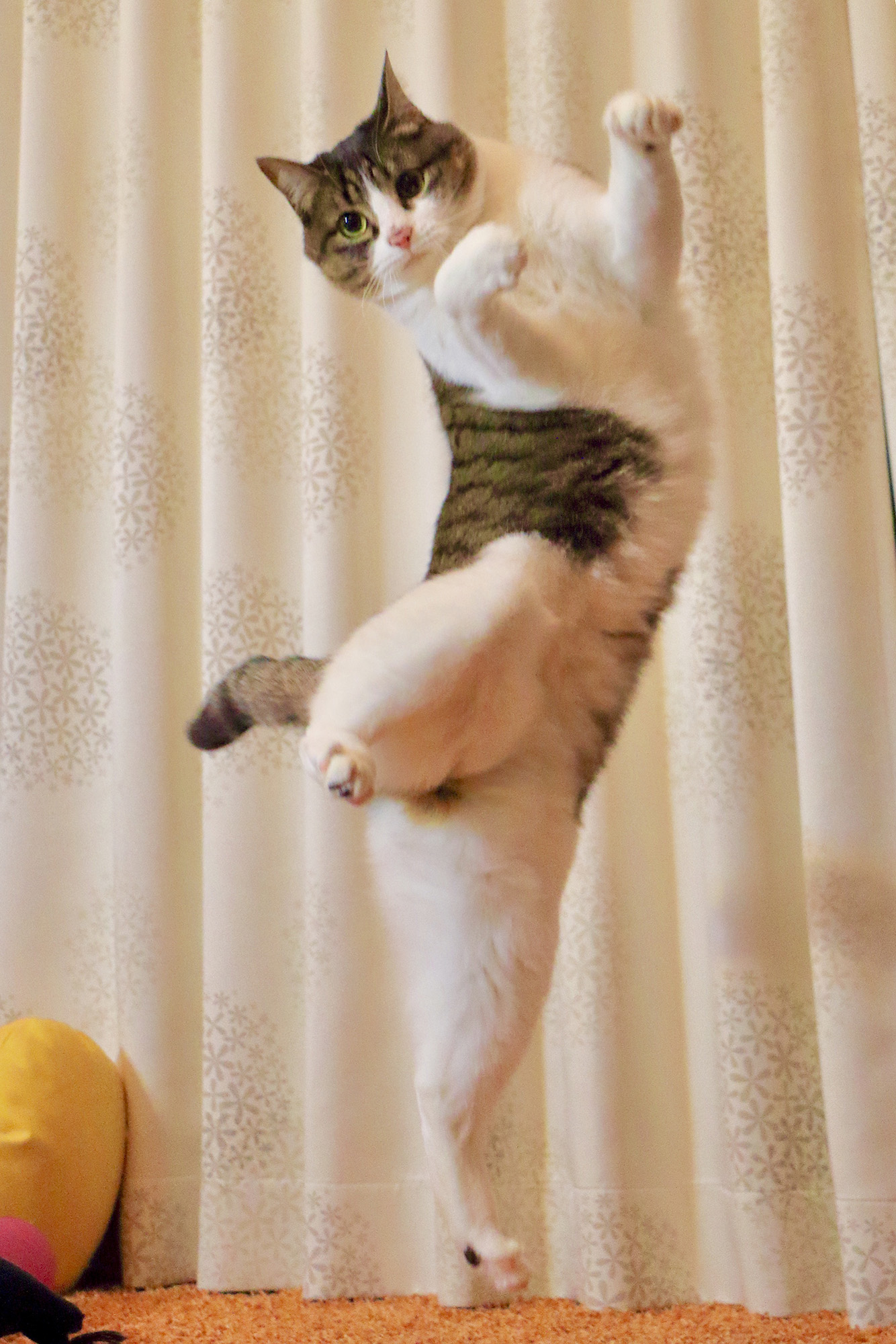 瀬戸にゃんちさ