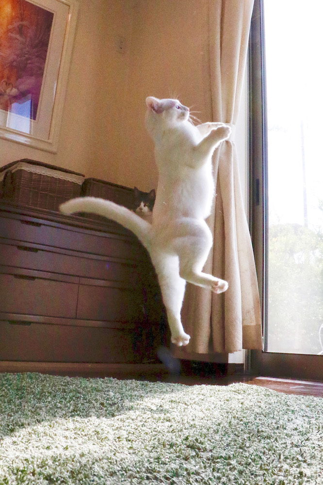 (C)ねこ休み展in大阪 / 瀬戸にゃんちさ