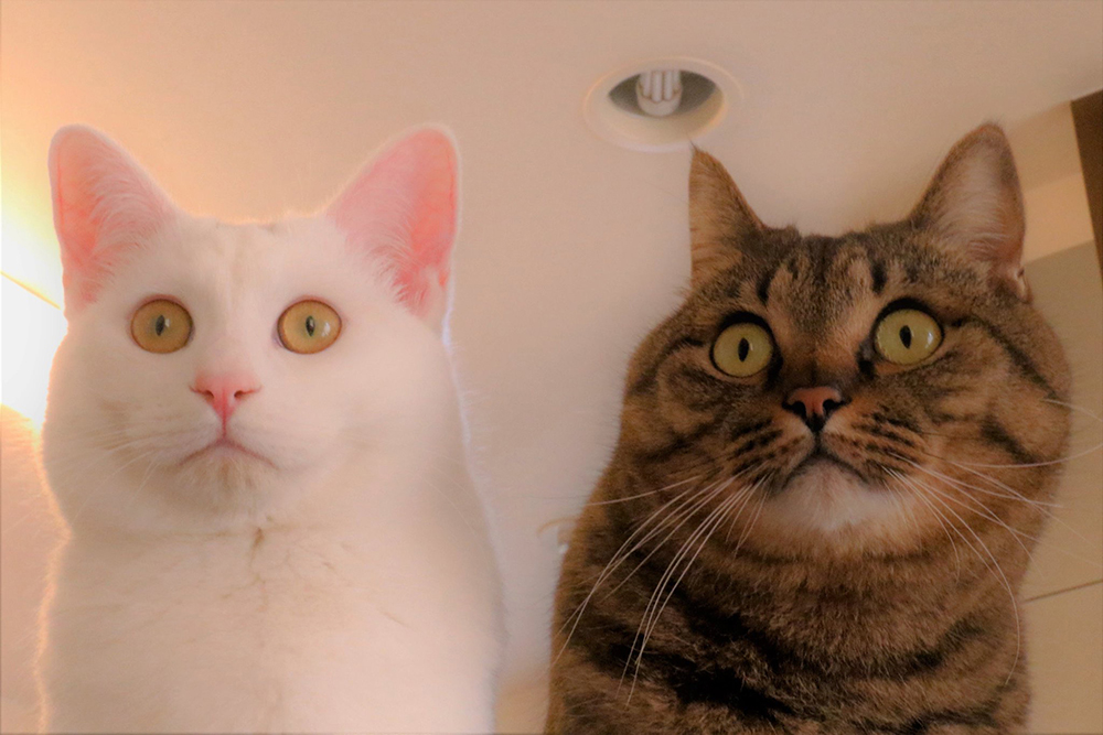 瀬戸にゃんちさ