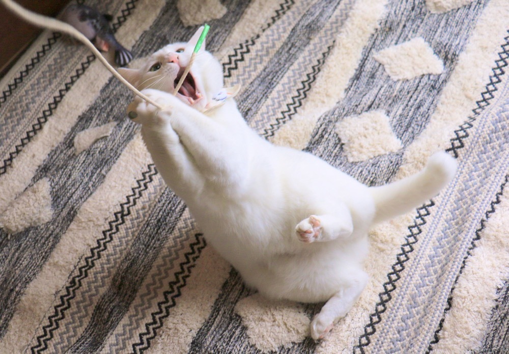 「ねこ休み展」中川ちさ