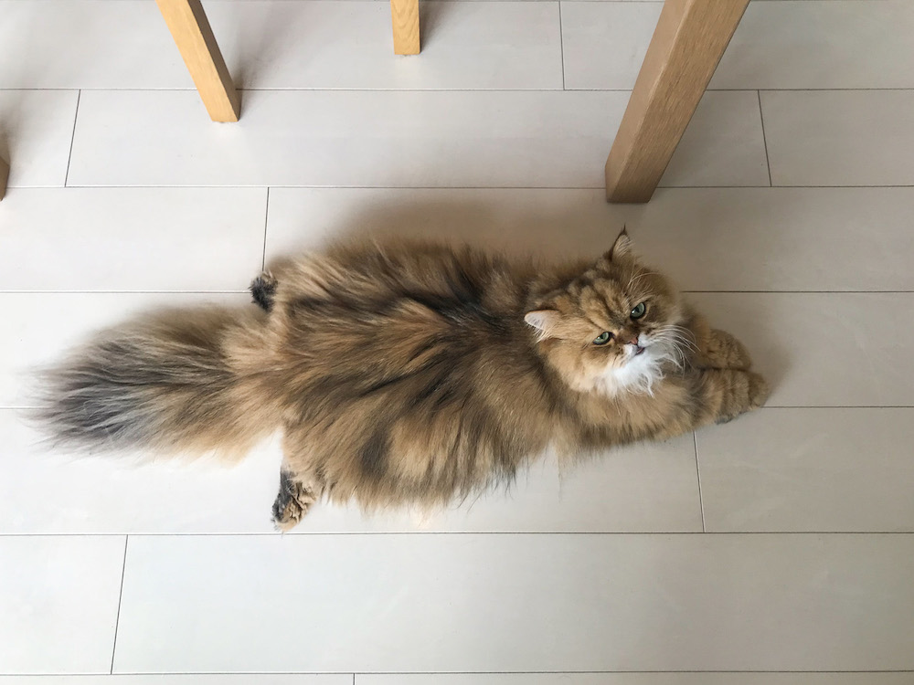 (C)ねこ休み展in大阪 / 牧野直樹