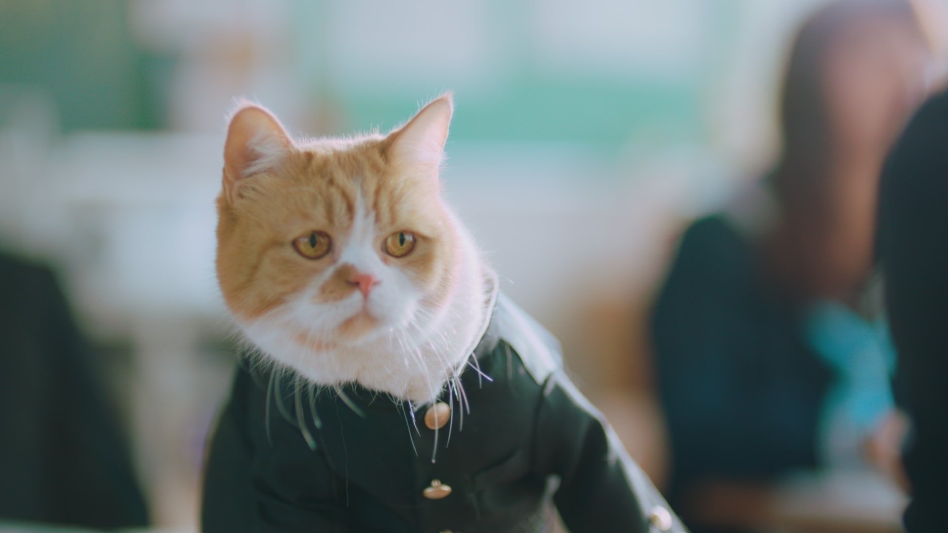 TWICE出演ワイモバイルCM「転校生」篇4