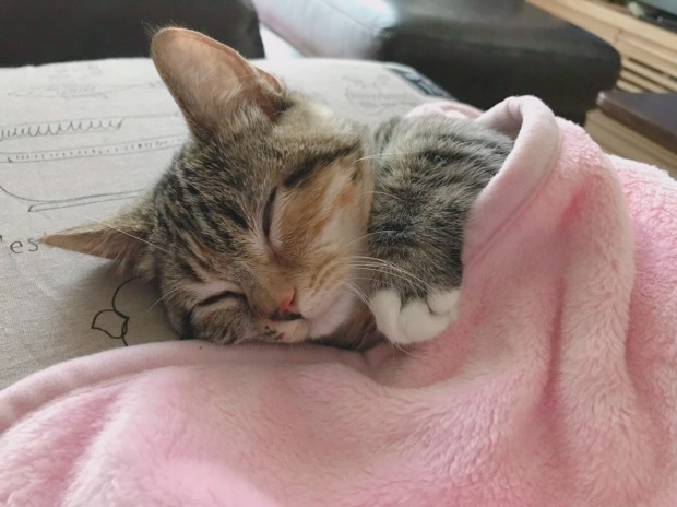 ここちゃん10