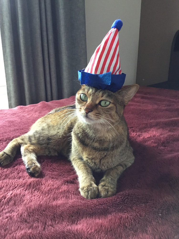 (C)ねこ休み展in大阪 / ならママ