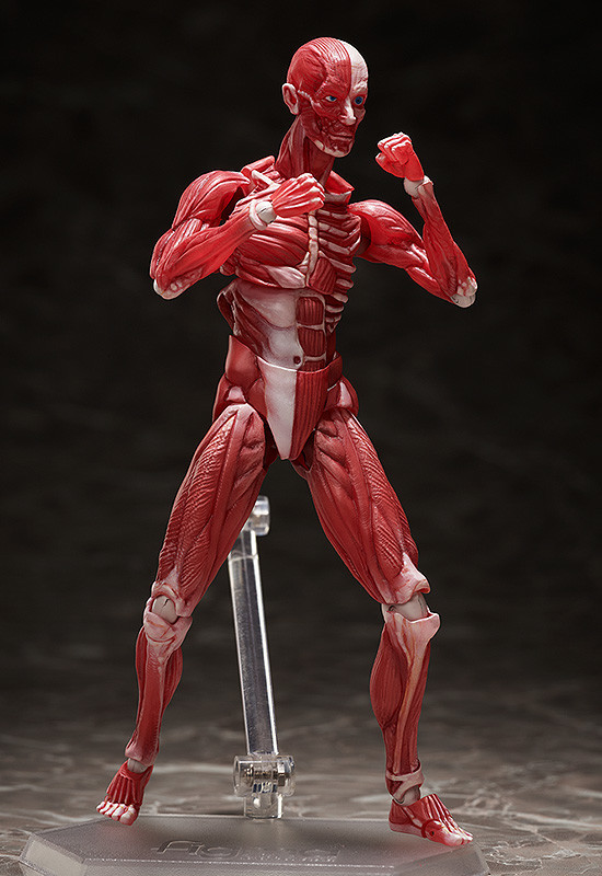 「figma 人体模型」
