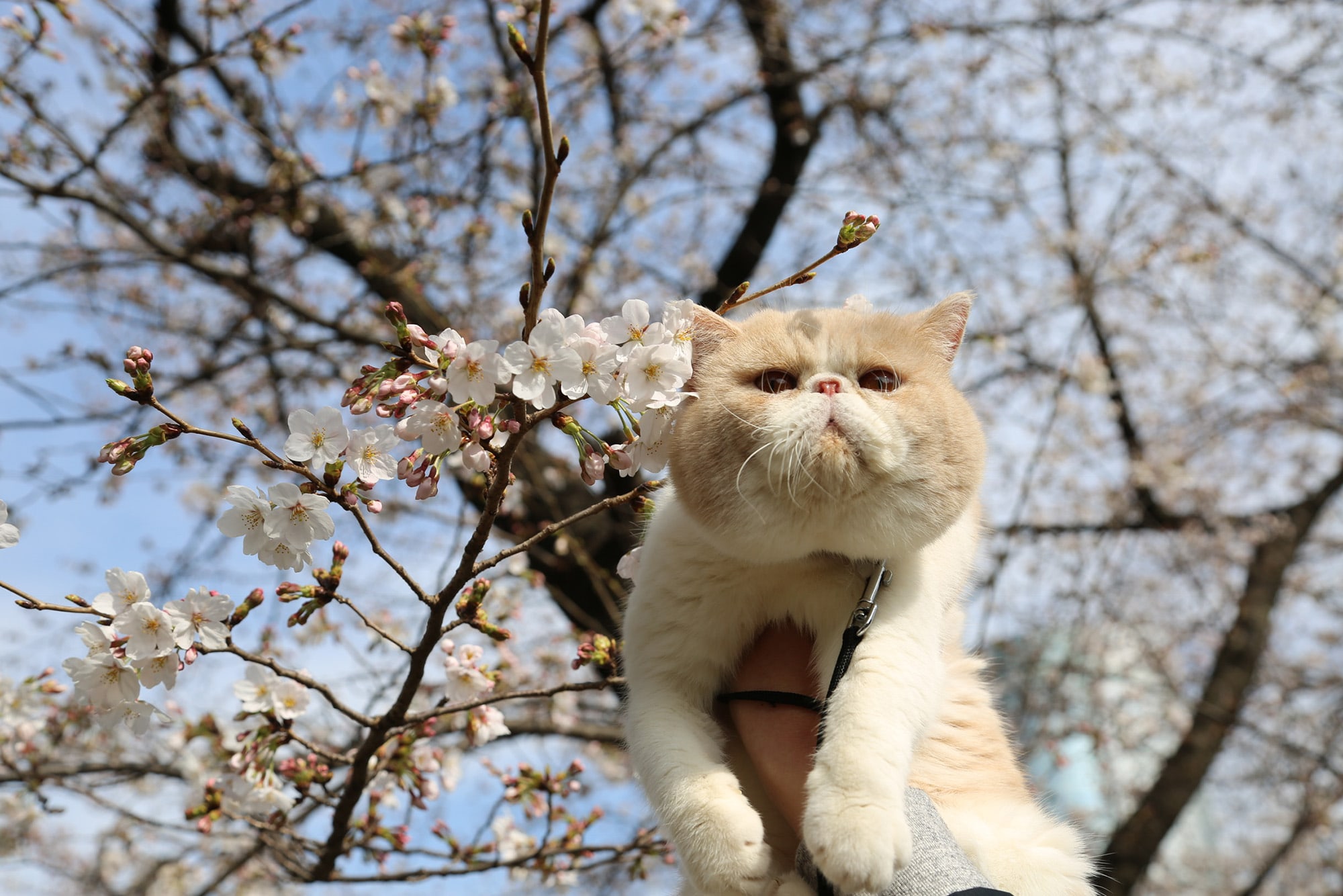 ねこ休み展 春 2018 / ネズミイロのネコとバニラ_2