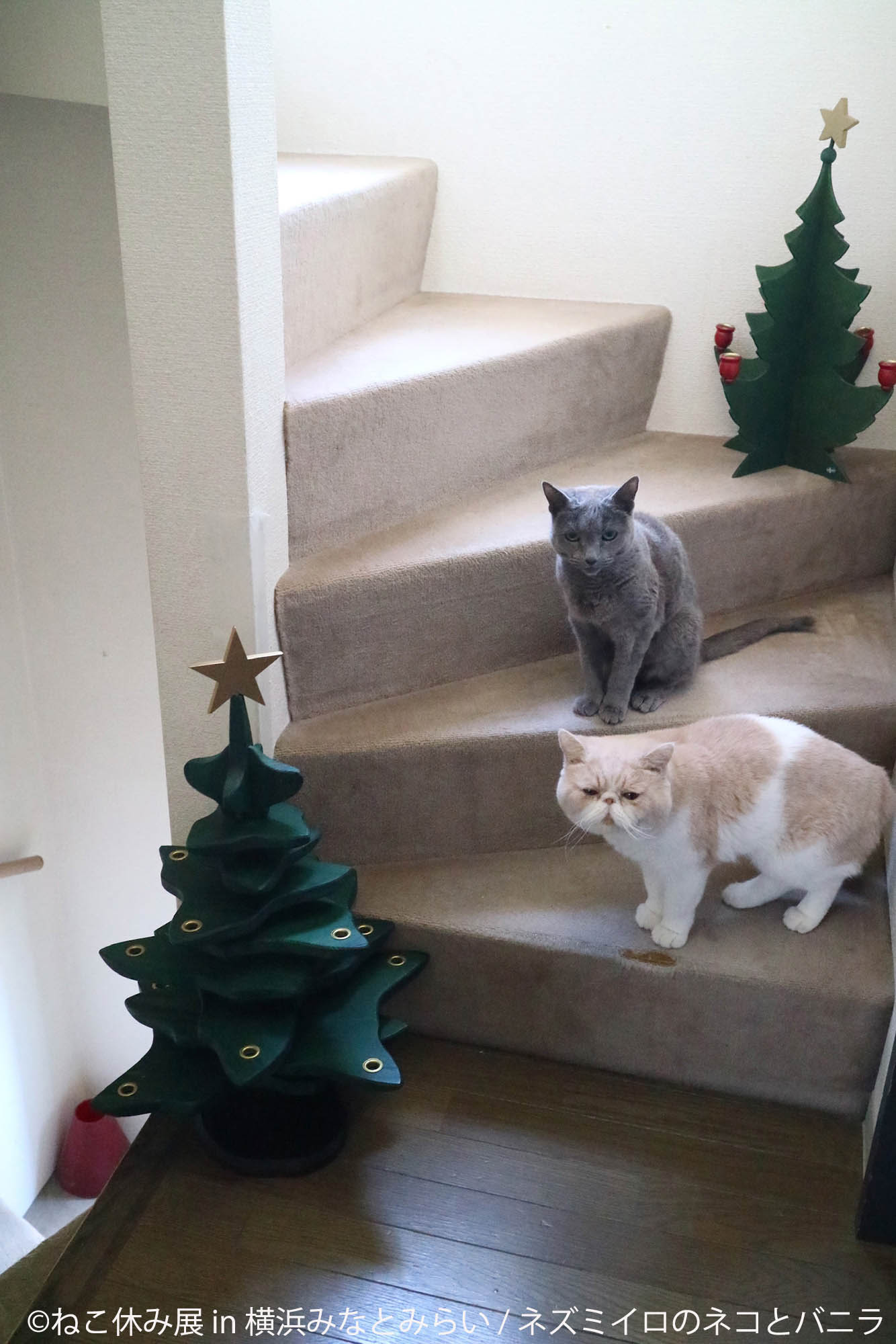 ネズミイロのネコとバニラ_2