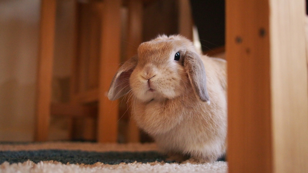 (C)うさぎしんぼる展 in 名古屋／きっふぃー