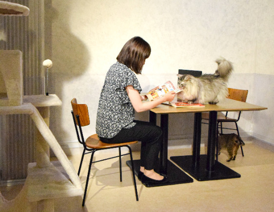 画像2: 猫に仕事を邪魔されるなら本望だニャ　世界一集中できないワーキングプラン