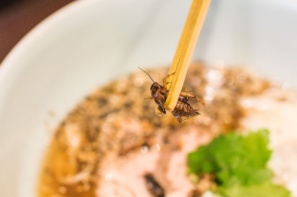 地球少年・篠原祐太のコオロギラーメン実食レポート11