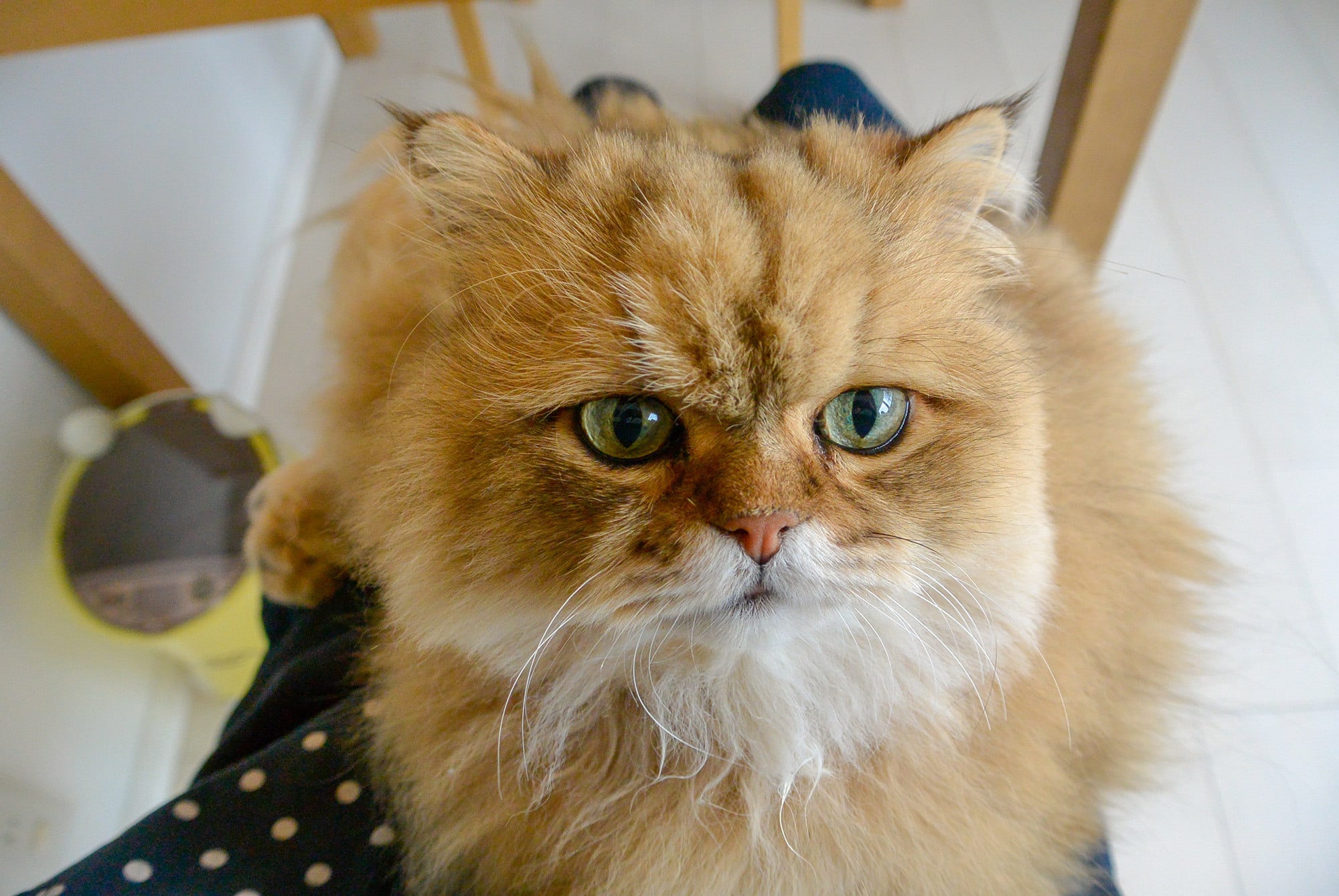 ねこ休み展 春 2018 / 牧野直樹_1