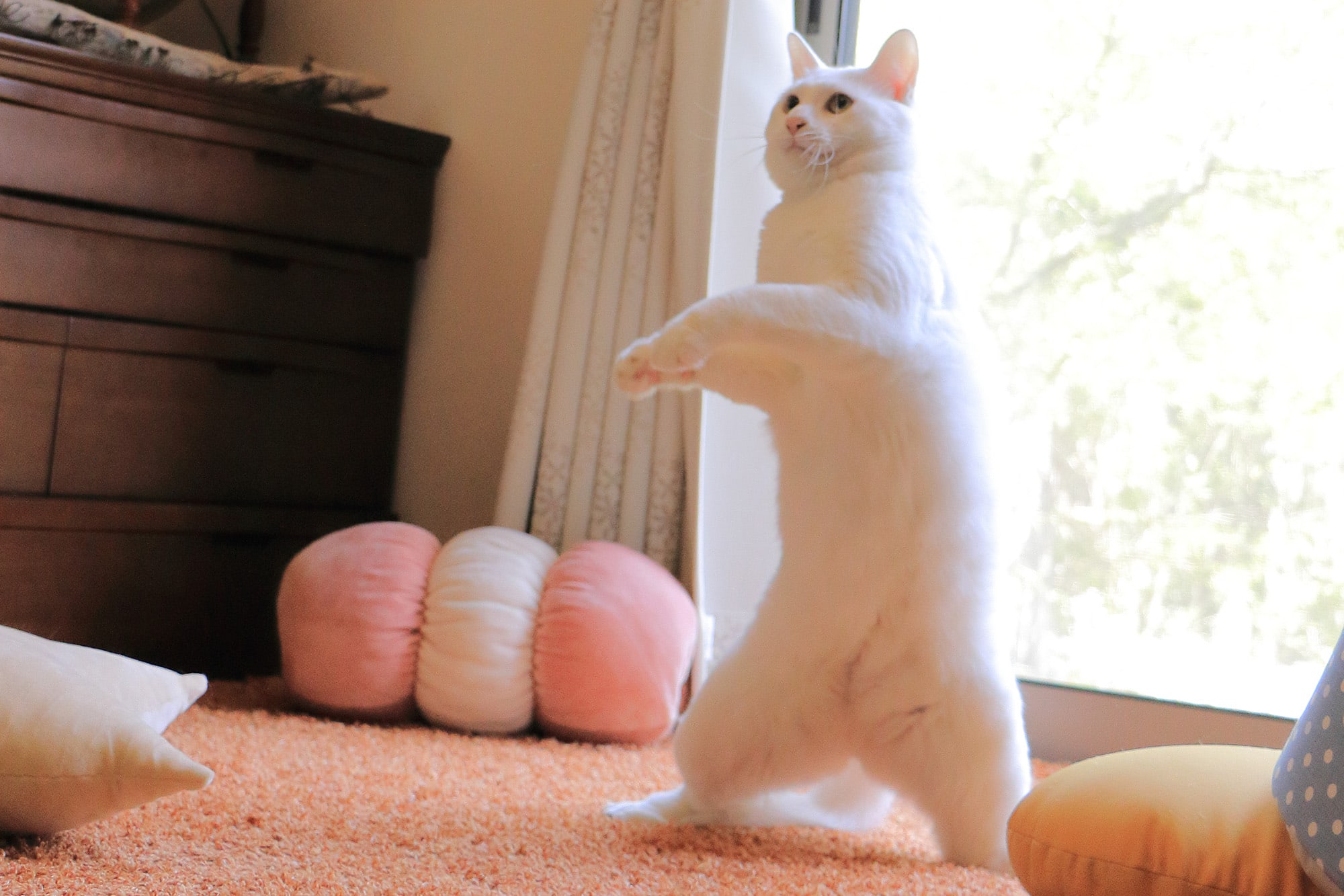 ねこ休み展 春 2018 / 瀬戸にゃんちさ_1