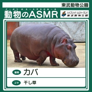 東武動物公園ASMR・カバ